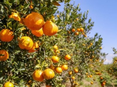 Tangerina ponkan de Cerro Azul reconhecida como Indicação Geográfica no Paraná