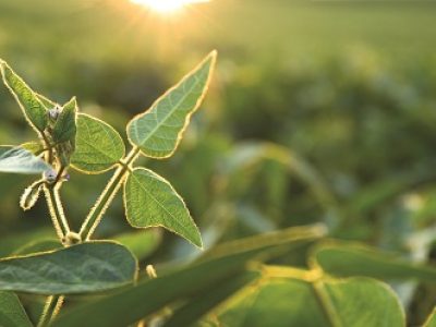 Selective focus close up of young green soybean plant with flower on plantation