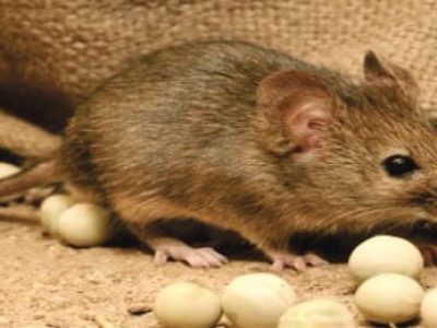 prejuizos-causados-por-roedores