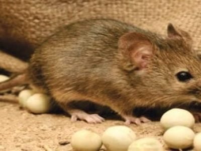 prejuizos-causados-por-roedores