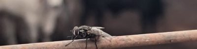 créditos: Volare Consultoria Ambiental