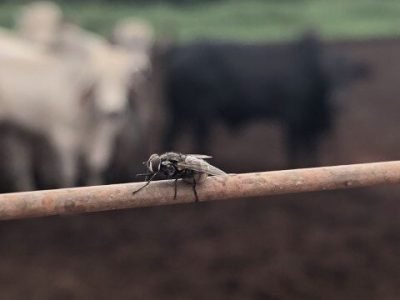 créditos: Volare Consultoria Ambiental