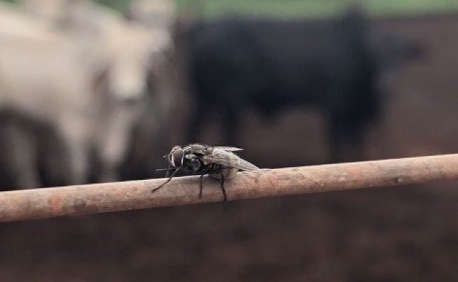 créditos: Volare Consultoria Ambiental
