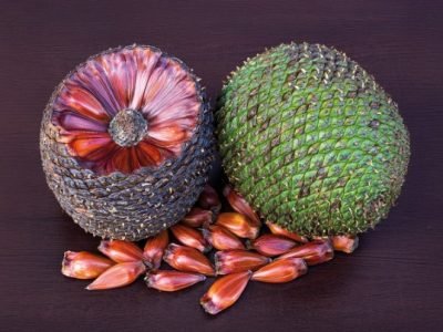 Closeup of araucaria pine cone from Brazil with pine nuts.