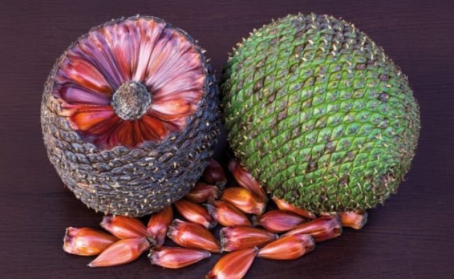 Closeup of araucaria pine cone from Brazil with pine nuts.