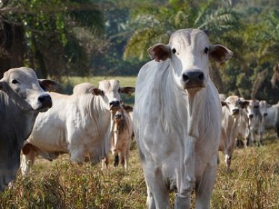 projeto-Pasto-Forte-FundacaoMT