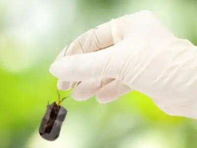 quimica verde silvicultura 1