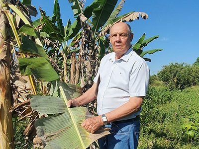 rabo-de-jaraqui-bananicultura-amazonia.jpg