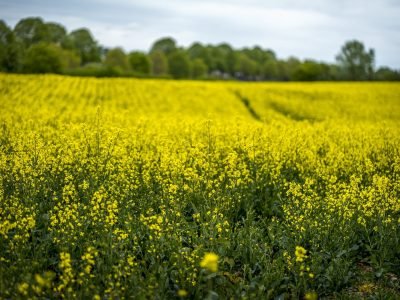 Canola que ainda é pouco produzida no Brasil tem grande potencial de ser mais uma opção de cultivo rentável aos produtores, principalmente para a produção de óleo e também biocombustíveis