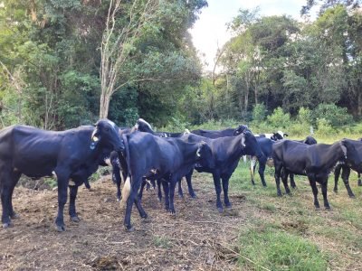 Vaca leiteira com bezerro em pastagem no Sul de Minas