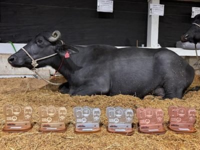 recorde-mundial-producao-leite-bufala-serena