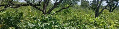 recuperacao-vegetacao-nativa-brasil