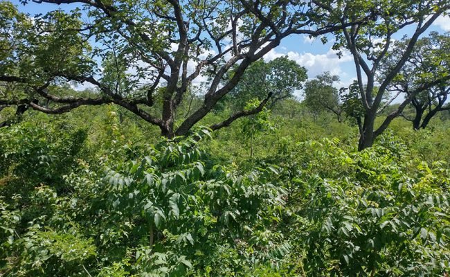 recuperacao-vegetacao-nativa-brasil