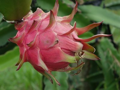 red-dragon-fruit-gd14524983_640
