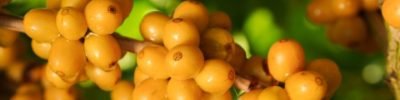 regiao-cerrado-mineiro-world-coffee-2026