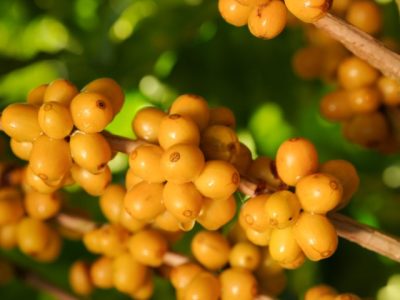 regiao-cerrado-mineiro-world-coffee-2026