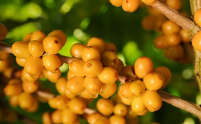 regiao-cerrado-mineiro-world-coffee-2026