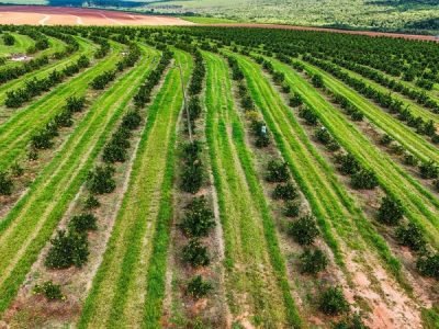 relatorio-cancro-greening