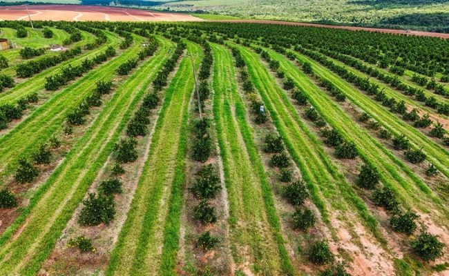 relatorio-cancro-greening