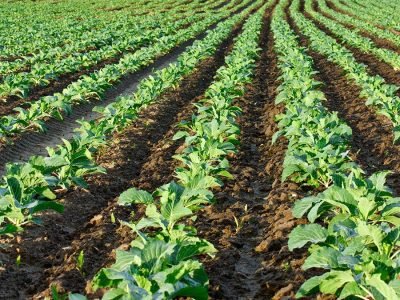 Repolho - Fotos: Shutterstock