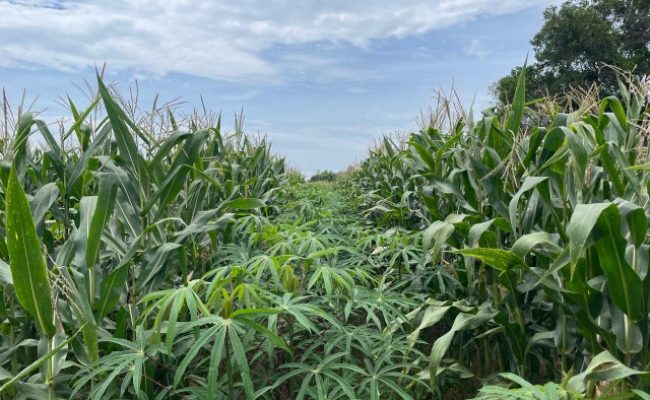 Foto: Carlos Santiago