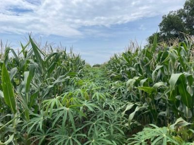 Foto: Carlos Santiago