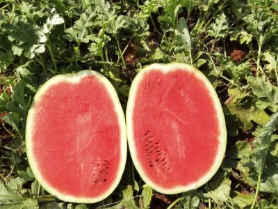 Melancia Rochedo, da Topseed Premium
Agristar do Brasil