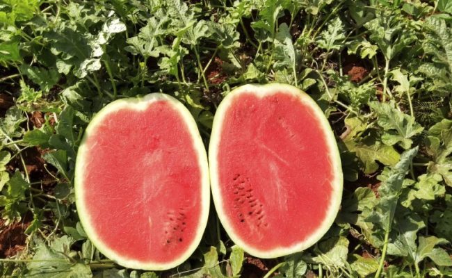 Melancia Rochedo, da Topseed Premium
Agristar do Brasil