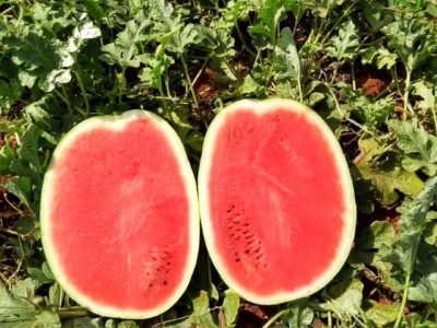 Melancia Rochedo, da Topseed Premium
Agristar do Brasil