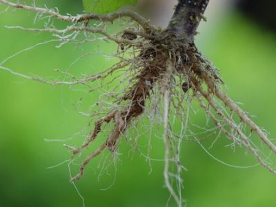roots-plant-with-green-background-scaled-e1644846658923-1