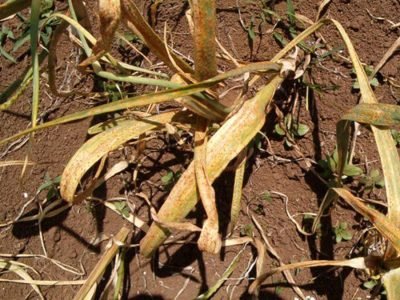 Folha morta pela doença.