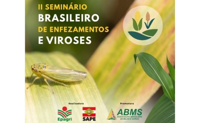 Cigarrinha-do-milho em lavoura afetada por enfezamentos e viroses