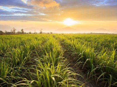 Lavoura - Crédito: Shutterstock