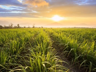 Lavoura - Crédito: Shutterstock