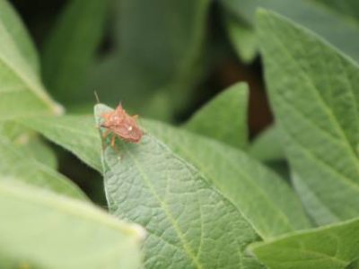 The,Neotropical,Brown,Stink,Bug,On,Soybean,Leaf.,One,Of