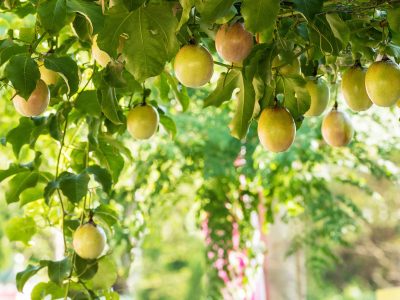 Maracujá - Créditos shutterstock