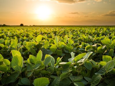 Soja - Crédito: Shutterstock