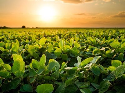 Soja - Crédito: Shutterstock