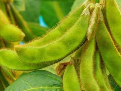 Soja - Crédito: Shutterstock