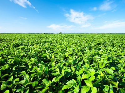 Plantação de soja - Créditos: shutterstock