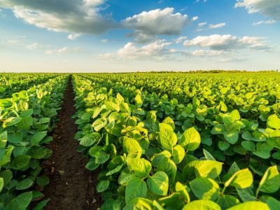 Lavoura - Crédito: Shutterstock