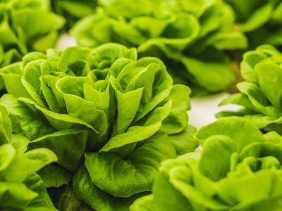 Folhosas - Crédito: Shutterstock