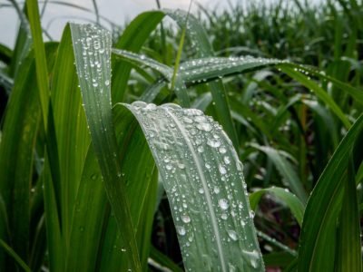 Cana -  Crédito: Shutterstock