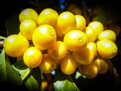 shutterstock_1247864998-USADA