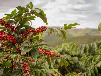 Café - Créditos: shutterstock