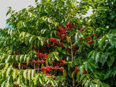 Plantação de café - Crédito Shutterstock