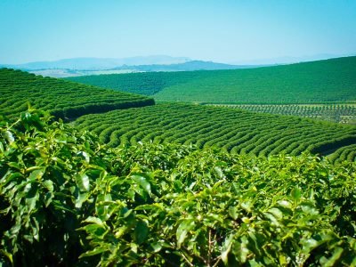 shutterstock_1286147395-USADA