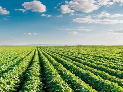 Lavoura - Crédito: Shutterstock