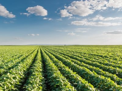 Lavoura - Crédito: shutterstock