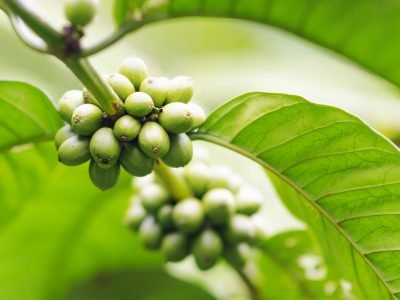 Café - Créditos: Shutterstock